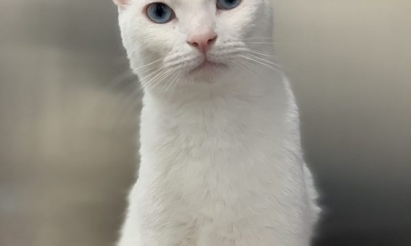 shatto veterinary center los angeles