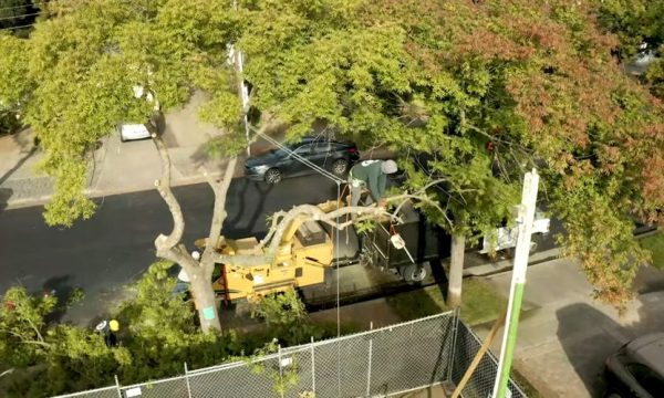 skyview tree service los gatos