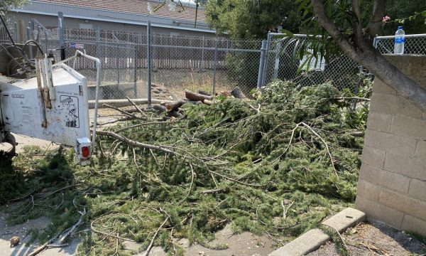 skyview tree service santa clara 2