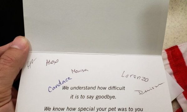 sunnymead animal hospital moreno valley