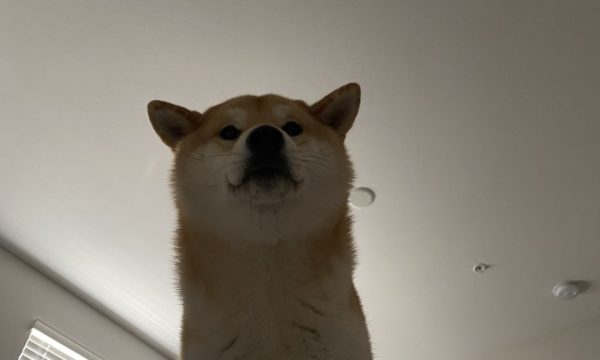 the veterinary care center los angeles