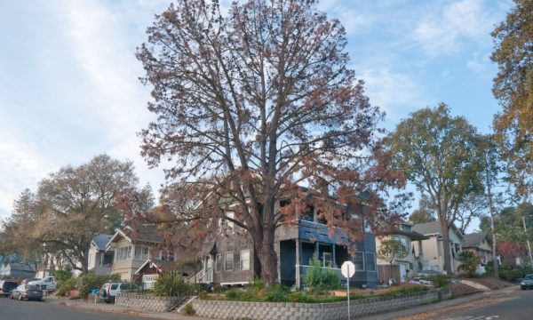 traverso tree service martinez