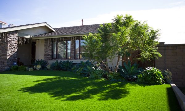 tree md of orange county orange