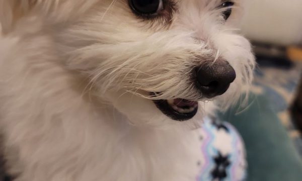 washington dog and cat hospital los angeles