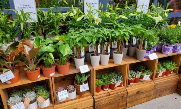 whole foods market long beach