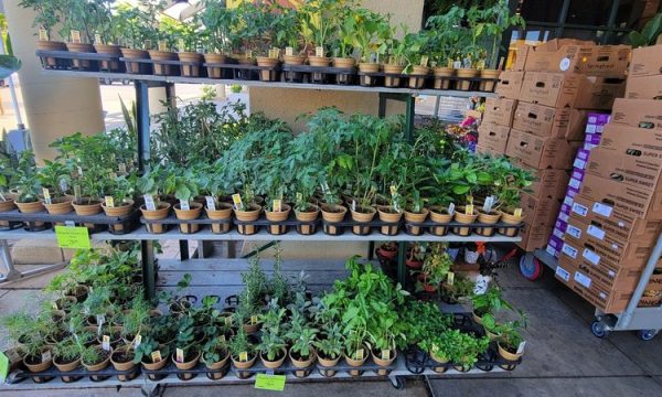 whole foods market san ramon 2