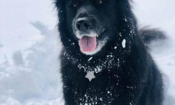 yolinda animal hospital placentia